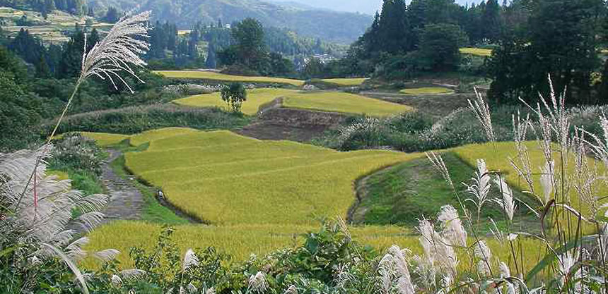 魚沼の自然 田園風景